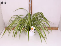 CHLOROPHYTUM VARIEGATUM ATLANTIC BASKET 16