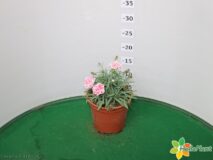 GAROFANO VASO 14