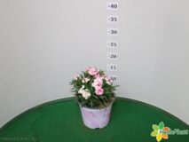 GAROFANO VASO 14 PINK & PROUD