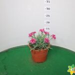 GAROFANO DIANTHUS VASO 14
