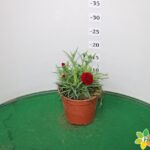 GAROFANO DIANTHUS VASO 14