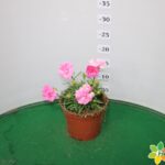 GAROFANO DIANTHUS VASO 14