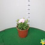 GAROFANO DIANTHUS VASO 14