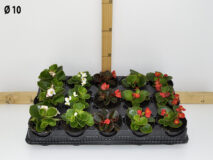 BEGONIA VASO 10