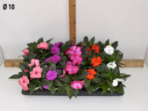 IMPATIENS NUOVA GUINEA VASO 10