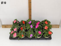IMPATIENS WALLERIANA VASO 10