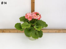 PRIMULA OBCONICA VASO 14