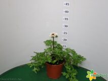 ANEMONE CARILLON VASO 14