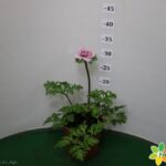 ANEMONE CARILLON VASO 14