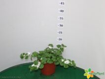 BACOPA VASO 14
