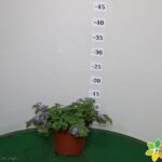 BACOPA VASO 14