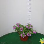 BACOPA VASO 14