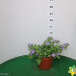 BACOPA VASO 14