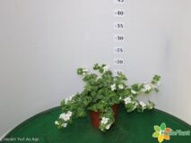 BACOPA VASO 14