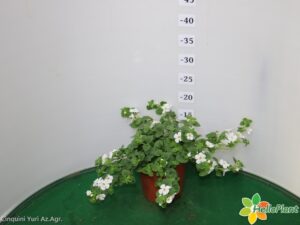 BACOPA VASO 14