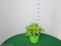 BASILICO VASO 14
