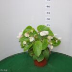 BEGONIA DRAGON WING VASO 14