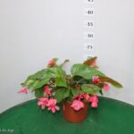 BEGONIA DRAGON WING VASO 14