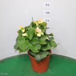 BEGONIA ELATIOR VASO 14