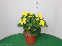 BEGONIA ELATIOR