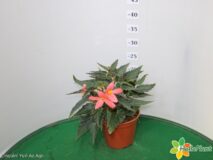 BEGONIA FLORENCIO VASO 14