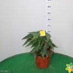 BEGONIA FLORENCIO VASO 14