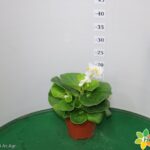 BEGONIA TOPHAT VASO 14