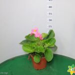BEGONIA TOPHAT VASO 14