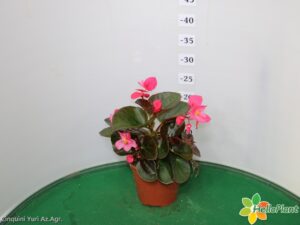BEGONIA BIG VASO 14