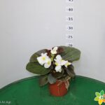 BEGONIA BIG VASO 14