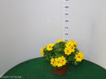 BIDENS VASO 14