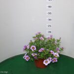 CALIBRACHOA VASO 14