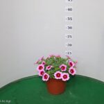 CALIBRACHOA VASO 14