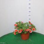 CALIBRACHOA VASO 14