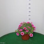 CALIBRACHOA VASO 14