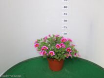 CALIBRACHOA VASO 14