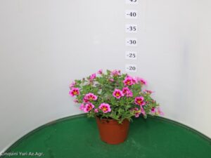 CALIBRACHOA VASO 14