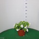 CALIBRACHOA VASO 14