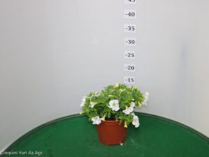 CALIBRACHOA VASO 14