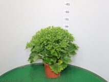 CINERARIA VASO 14