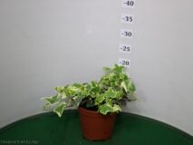 EDERA HELIX VASO 14