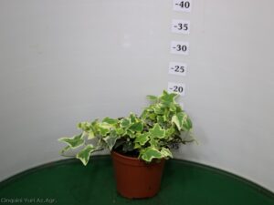 EDERA HELIX VASO 14