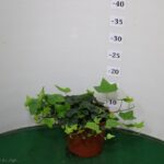 EDERA HELIX VASO 14