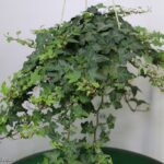 EDERA HELIX BASKET 20