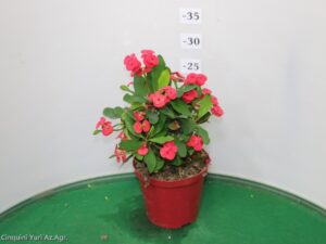 EUPHORBIA MILII VASO 14