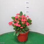 EUPHORBIA MILII VASO 14