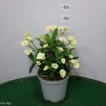 EUPHORBIA MILII VASO 14
