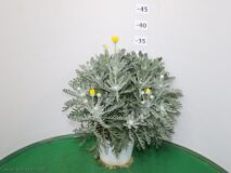 EURYOPS VASO 14