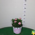 GAROFANO DIANTHUS VASO 14 PINK & PROUD