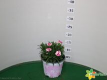 GAROFANO VASO 14 PINK & PROUD